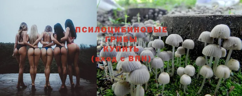 Псилоцибиновые грибы Psilocybe  Гаврилов-Ям 